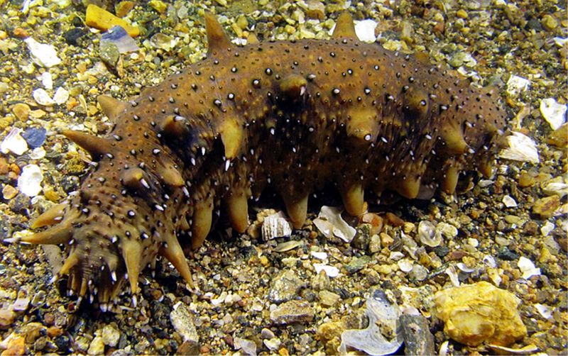 Sea Cucumber