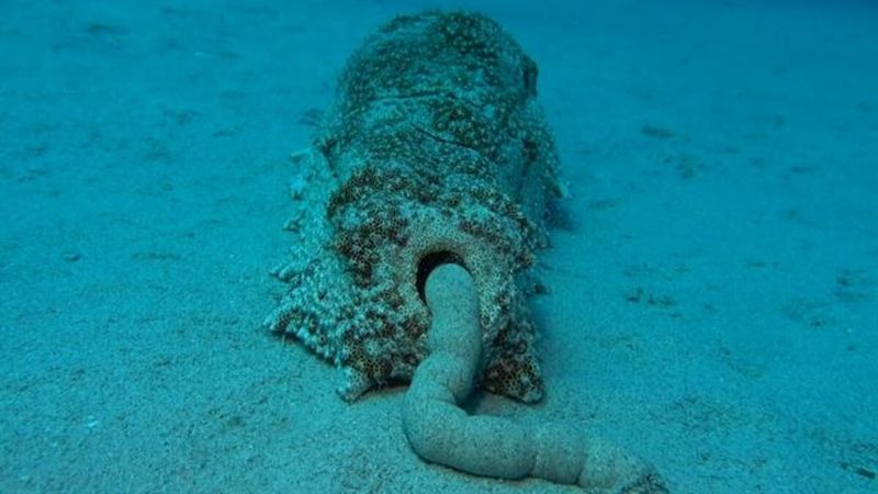 Sea Cucumber