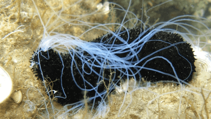 Sea Cucumber's Defense Mechanism