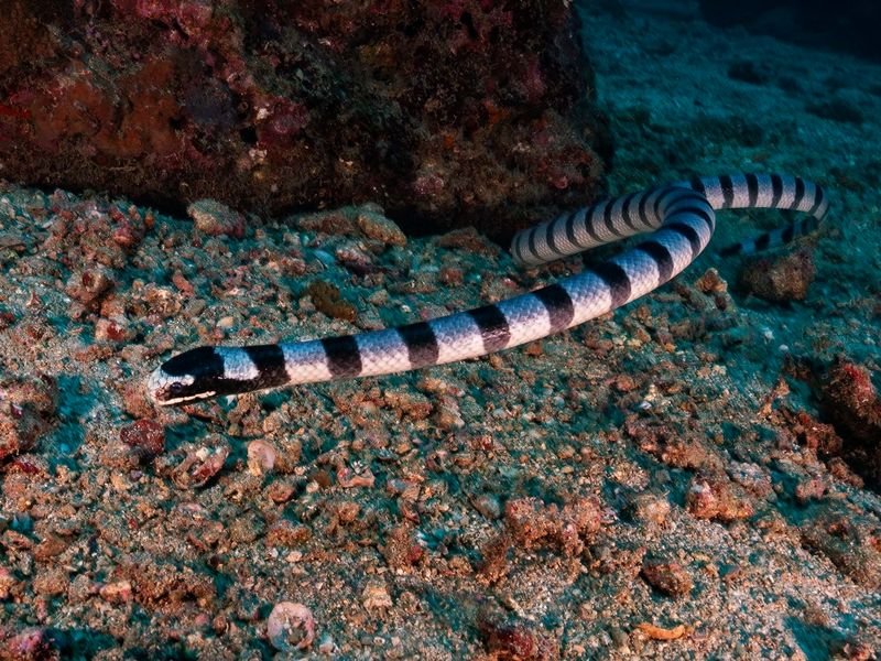 Sea Krait