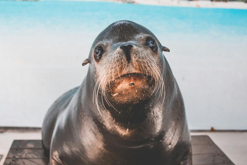 Sea Lion