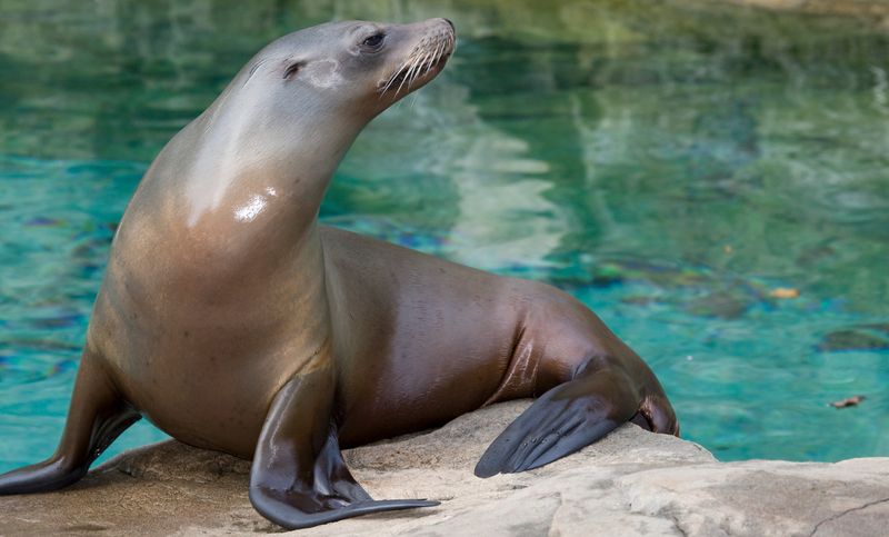 Sea Lion