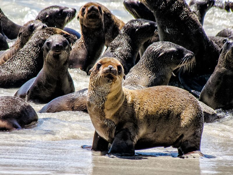 Sea Lions