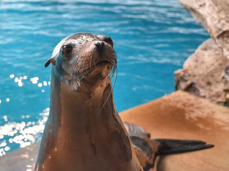 Sea Lions