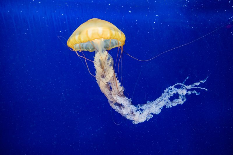 Sea Nettle