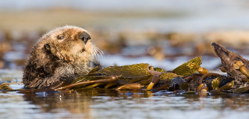 Sea Otter