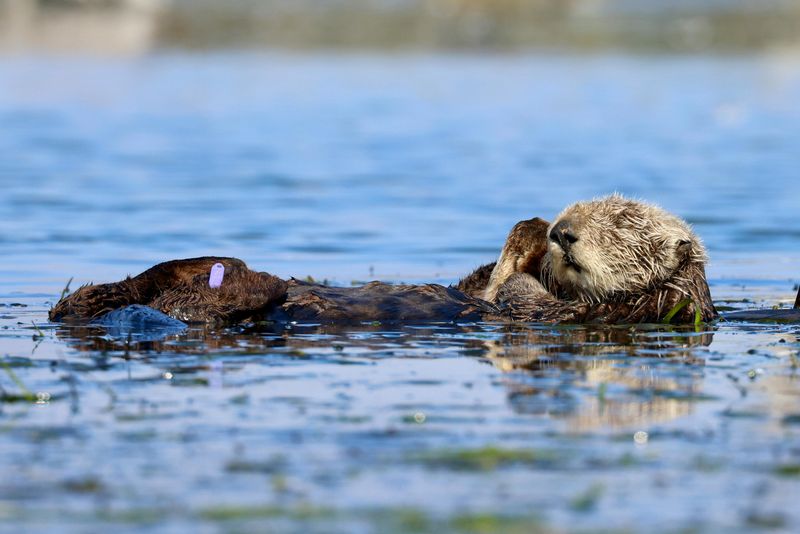 Sea Otter