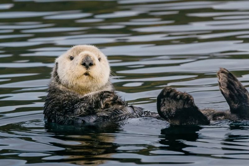 Sea Otter