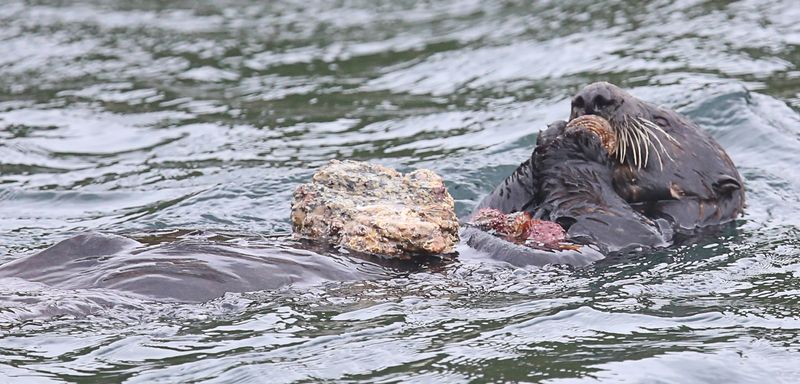 Sea Otter Tool Use