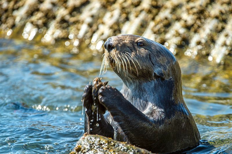 Sea Otters Using Rocks as Tools