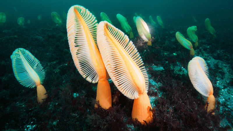 Sea Pen