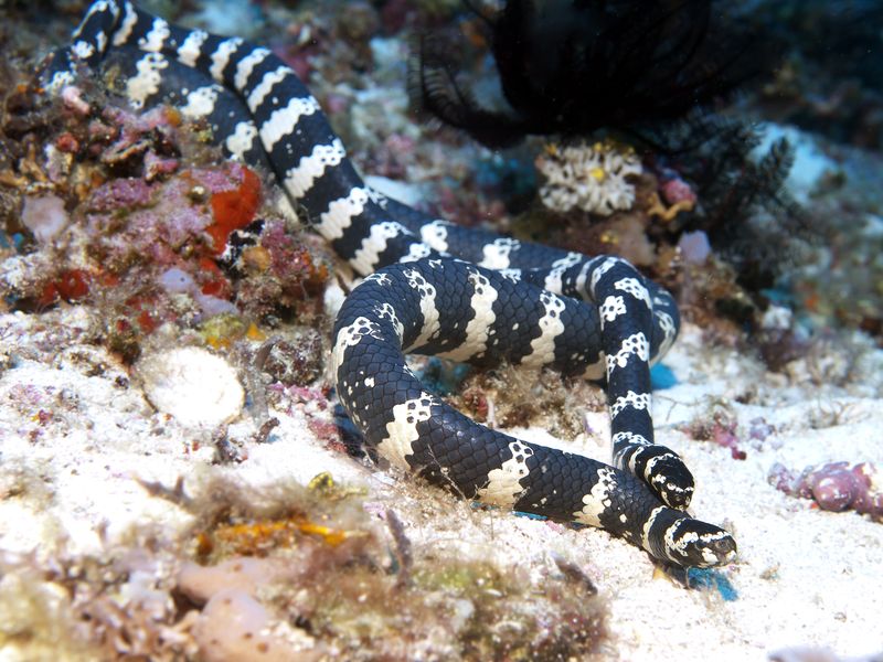 Sea Snake