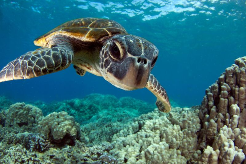 Sea Turtle