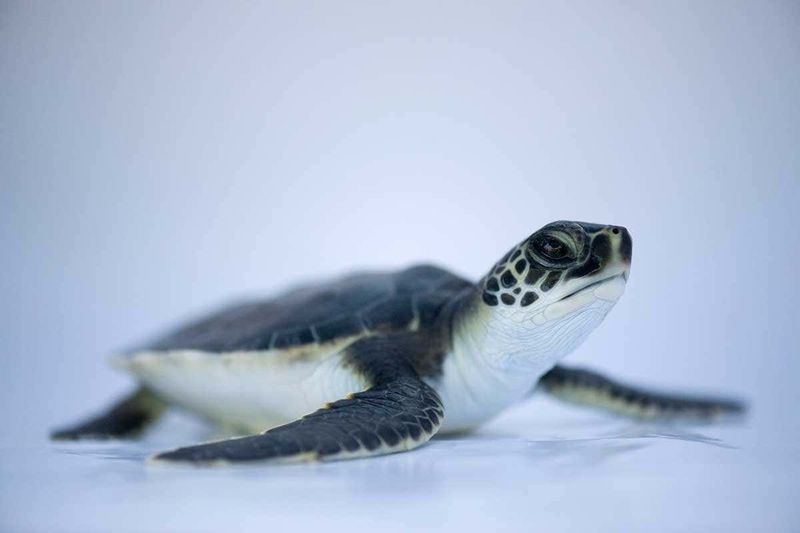 Sea Turtle