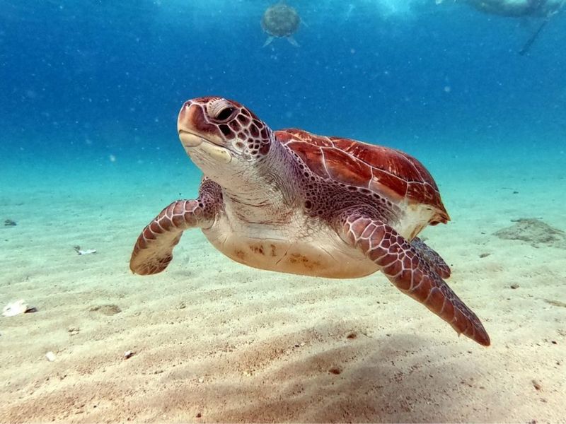 Sea Turtle