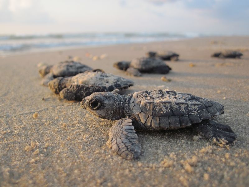 Sea Turtle Hatchlings