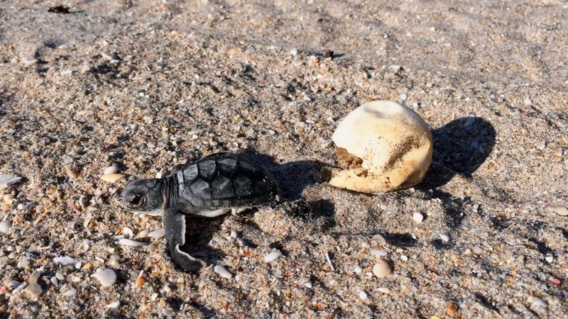 Sea Turtle Nesting Challenges on Coastal Beaches