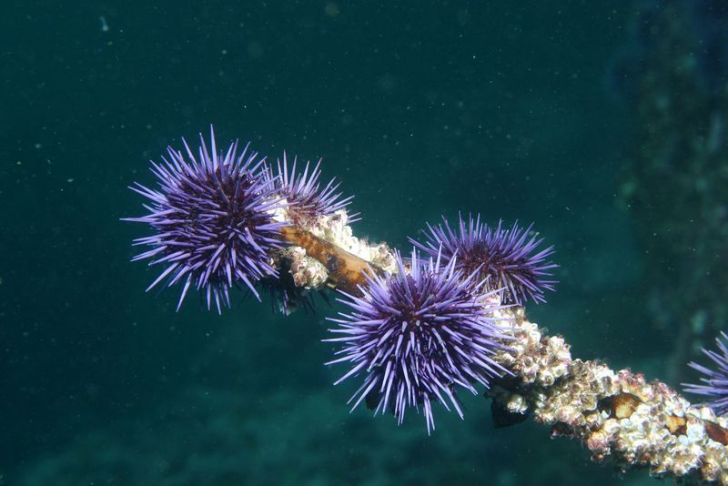 Sea Urchins