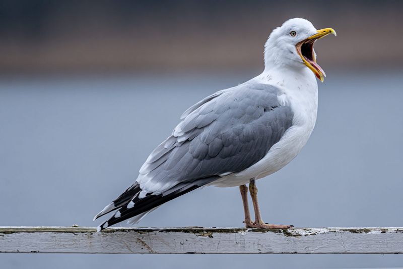 Seagull