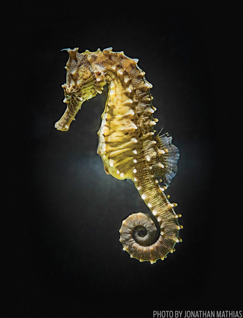 Seahorse Tail-Inspired Robotic Arms