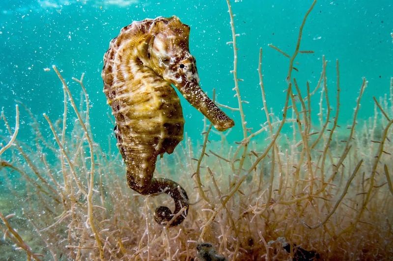 Seahorse