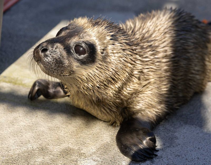 Seal Pup