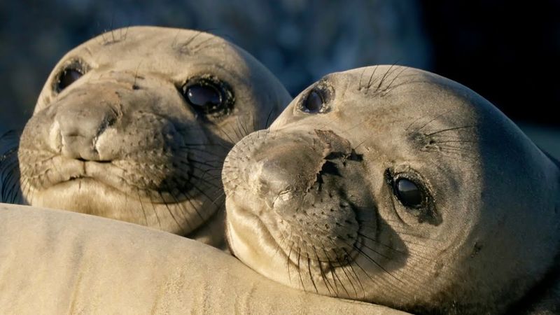 Seal Pups