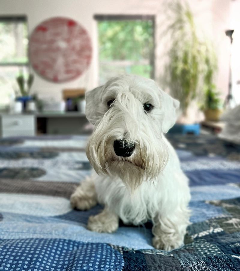 Sealyham Terrier