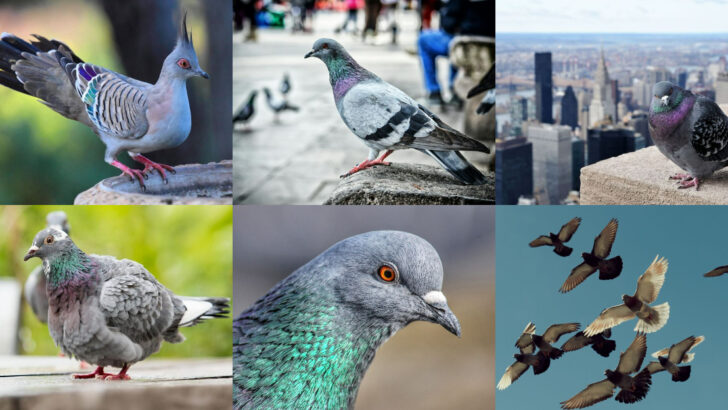 20 Secret Talents of Pigeons That Will Change How You See City Birds