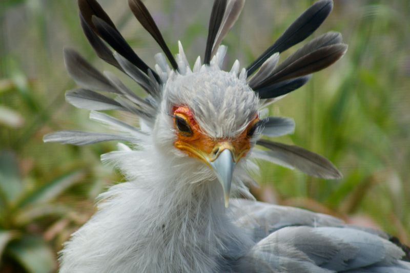 Secretary Bird