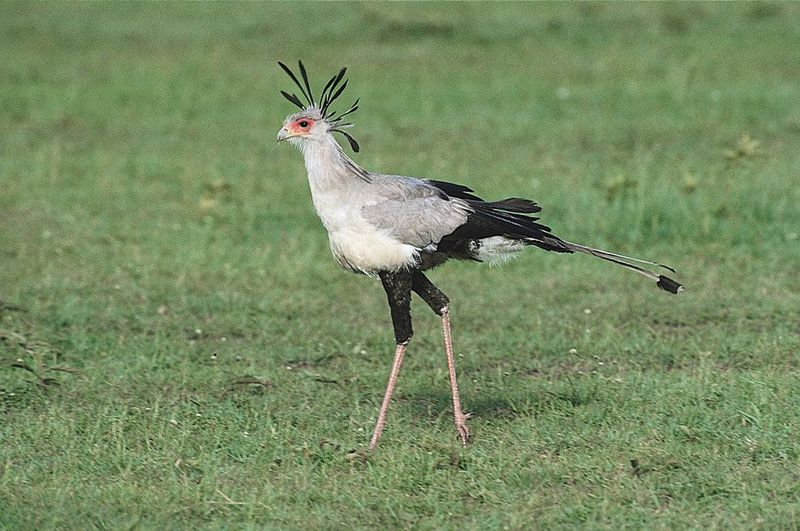 Secretary Bird