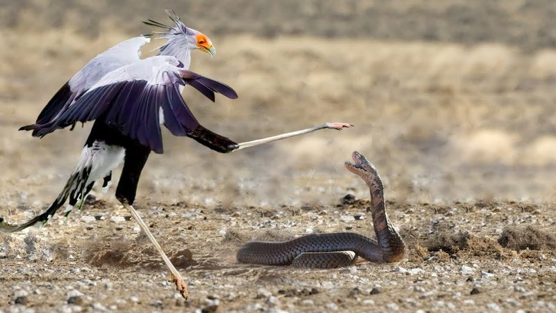 Secretary Bird