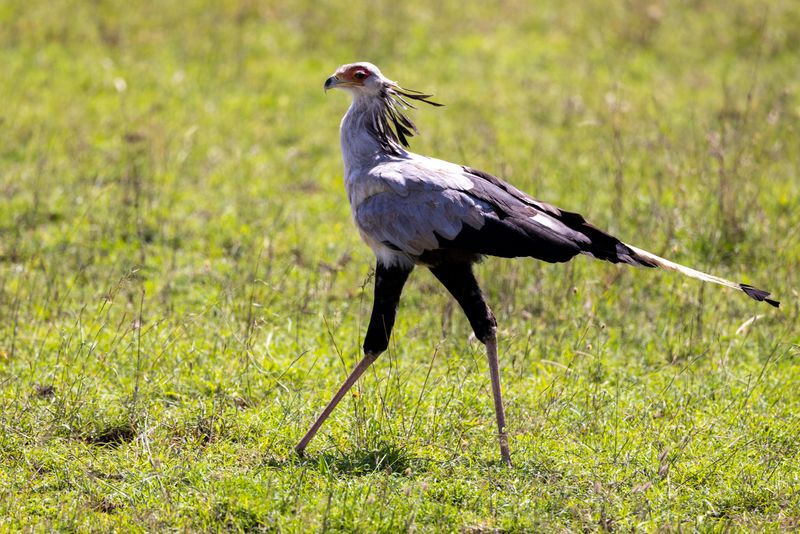 Secretary Bird