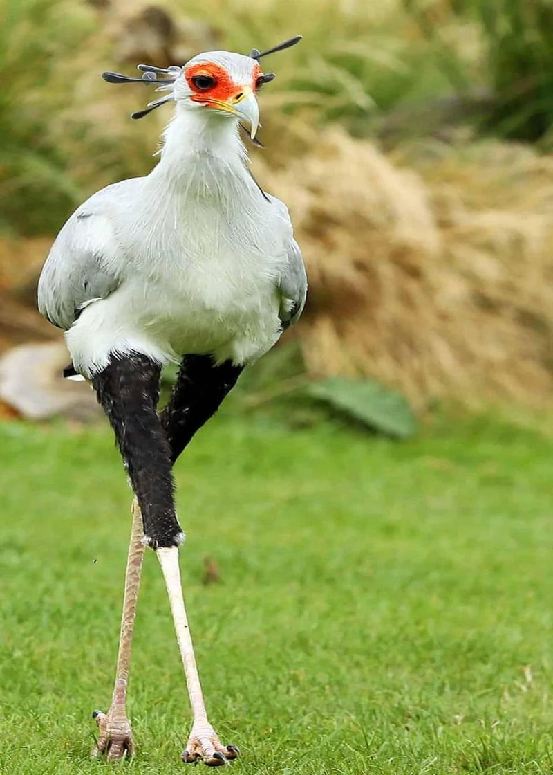 Secretary Bird