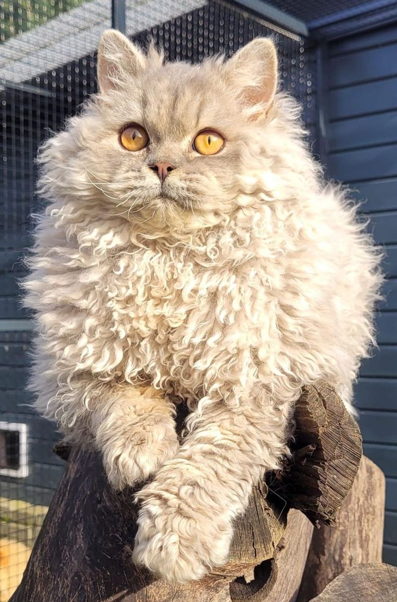 Selkirk Rex