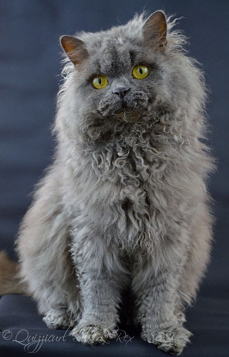 Selkirk Rex