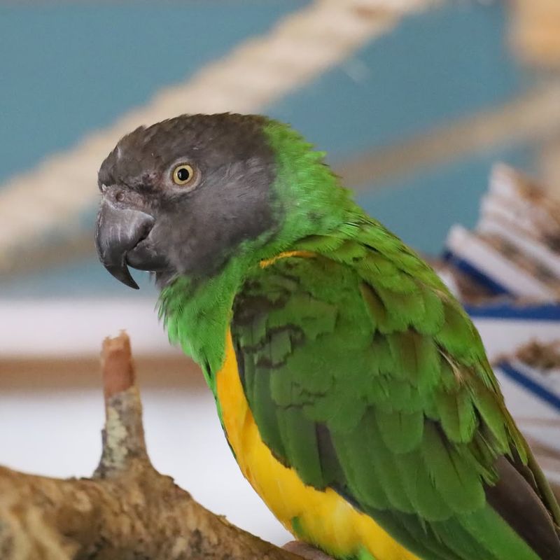 Senegal Parrot