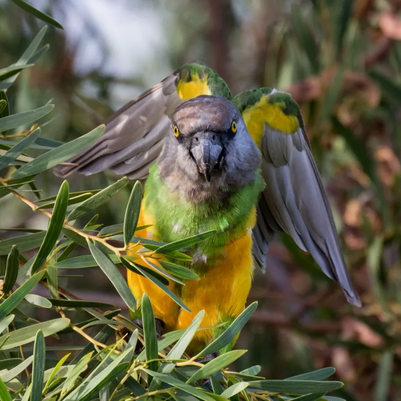 Senegal Parrot