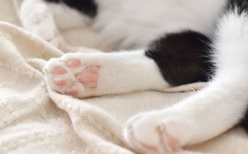 Sensitive Paw Pads