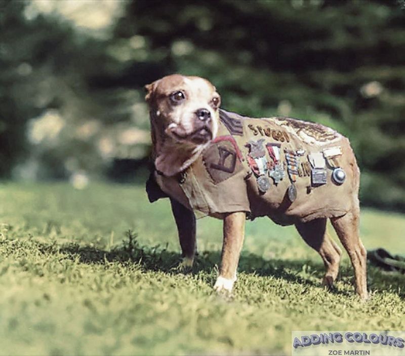 Sergeant Stubby