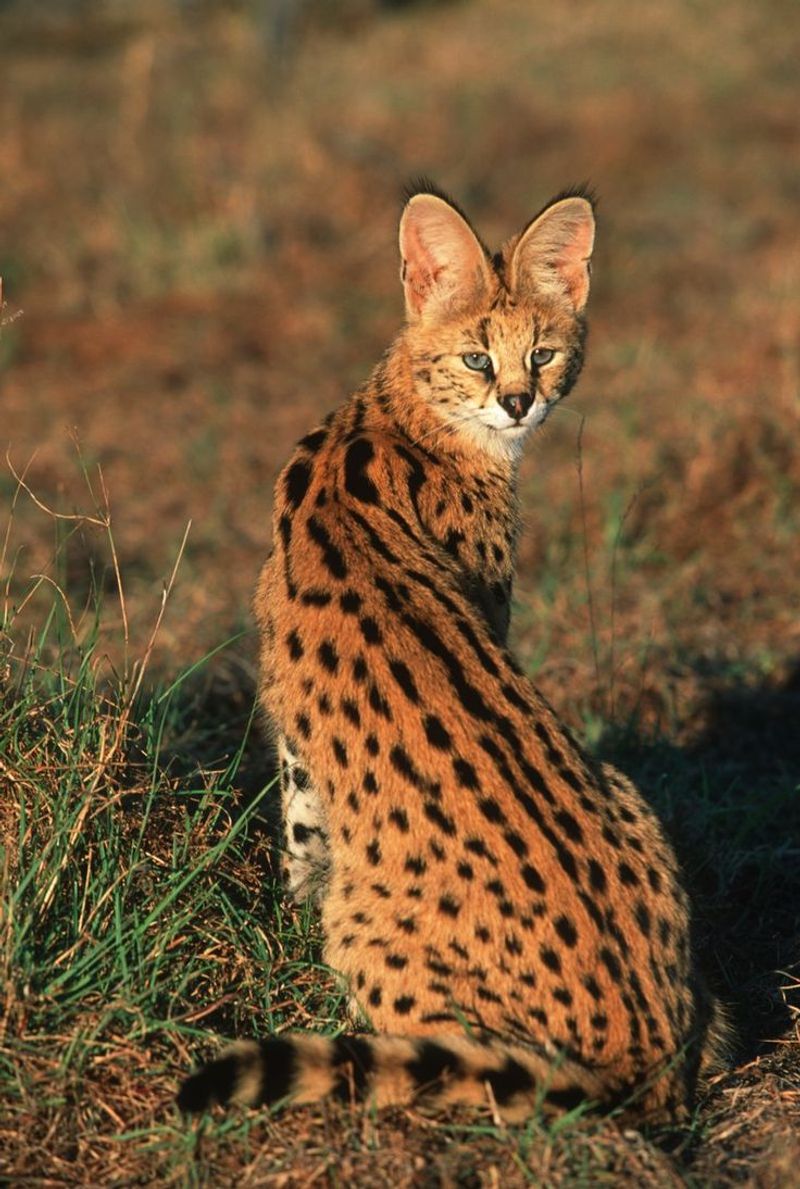 Serval