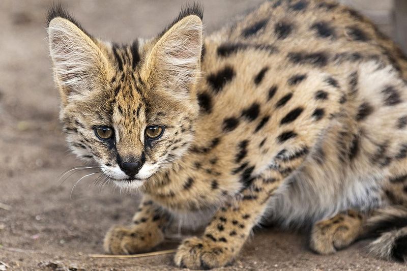 Serval