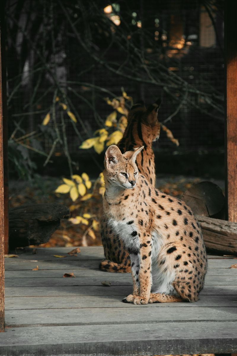 Serval