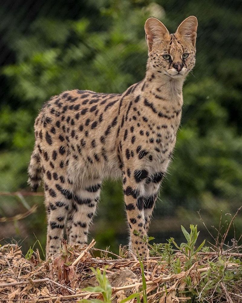 Serval