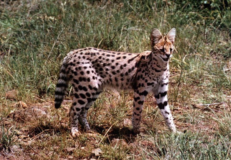 Serval