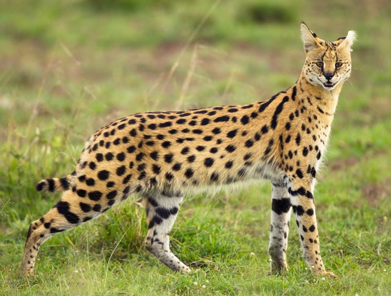 Serval