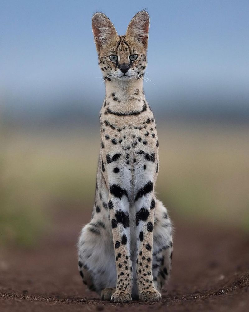 Serval Cat