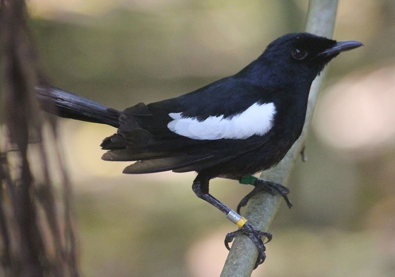 Seychelles Magpie Robin