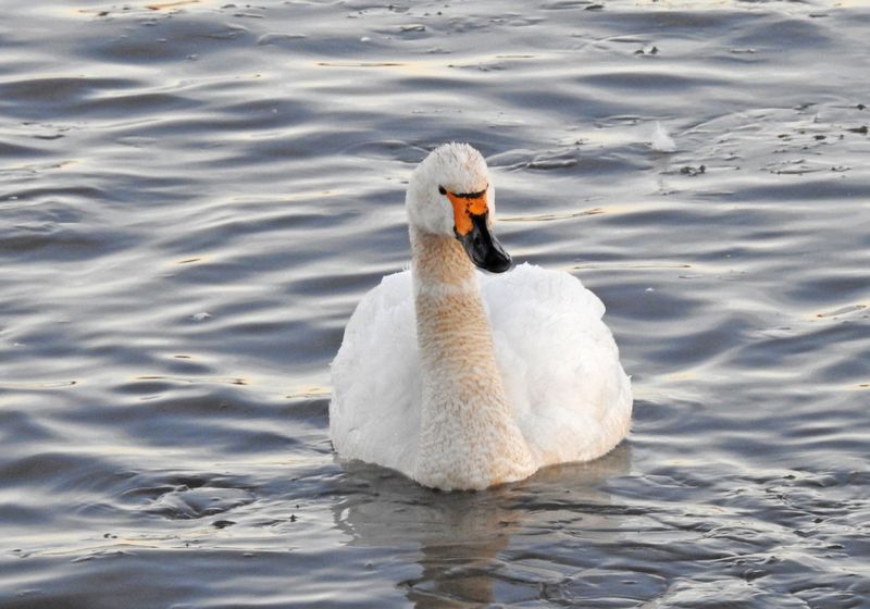 Shane the Swan