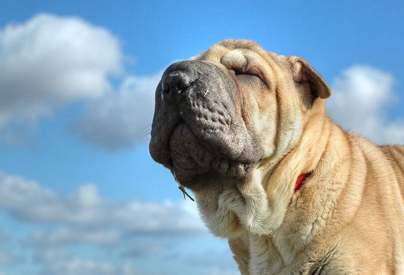 Shar Pei